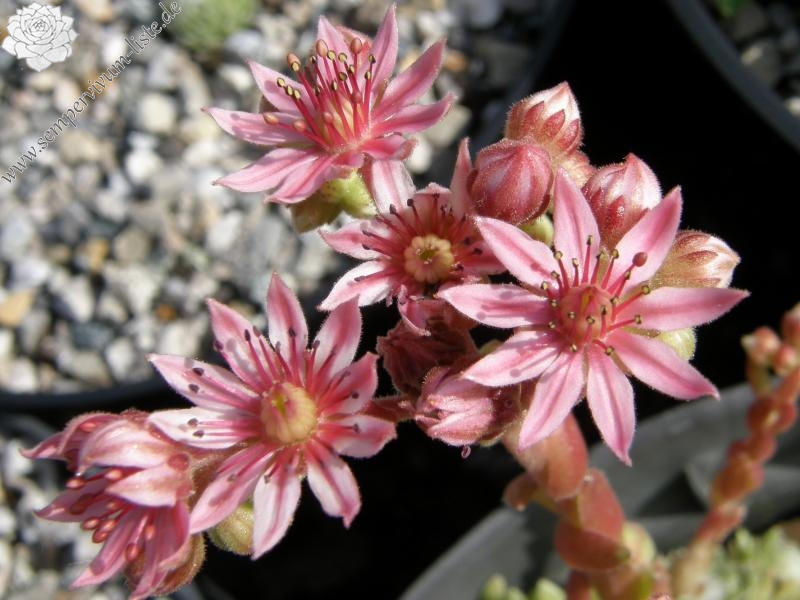 Schneeteppich