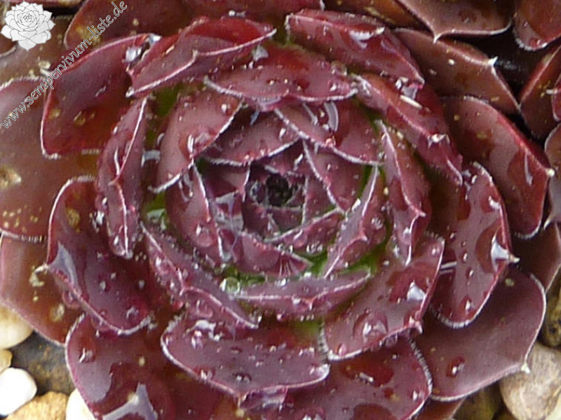 Mount Vesuvio / Jovi