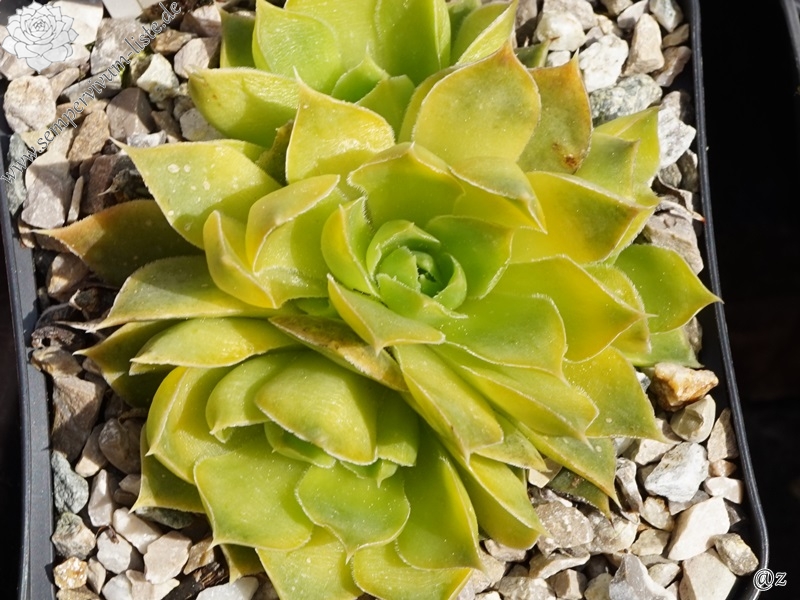 Golden Baby Moon / Jovi