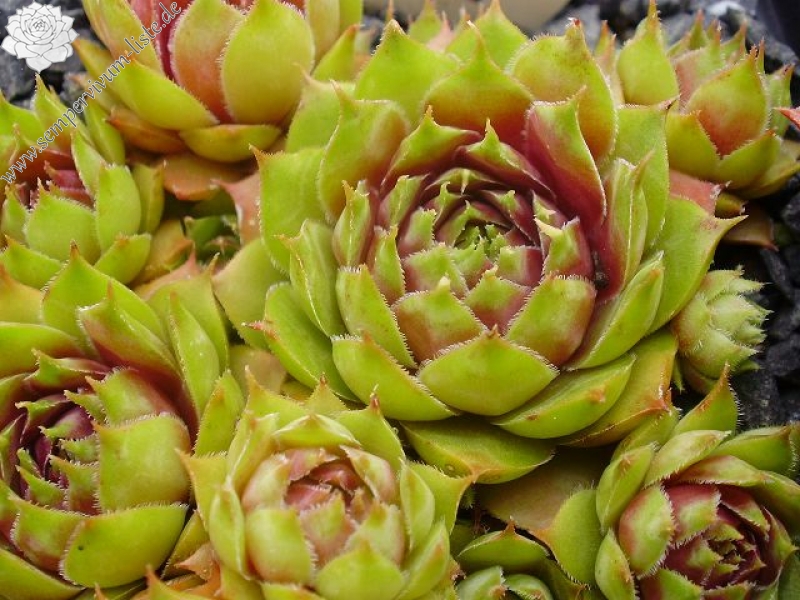 Samoa