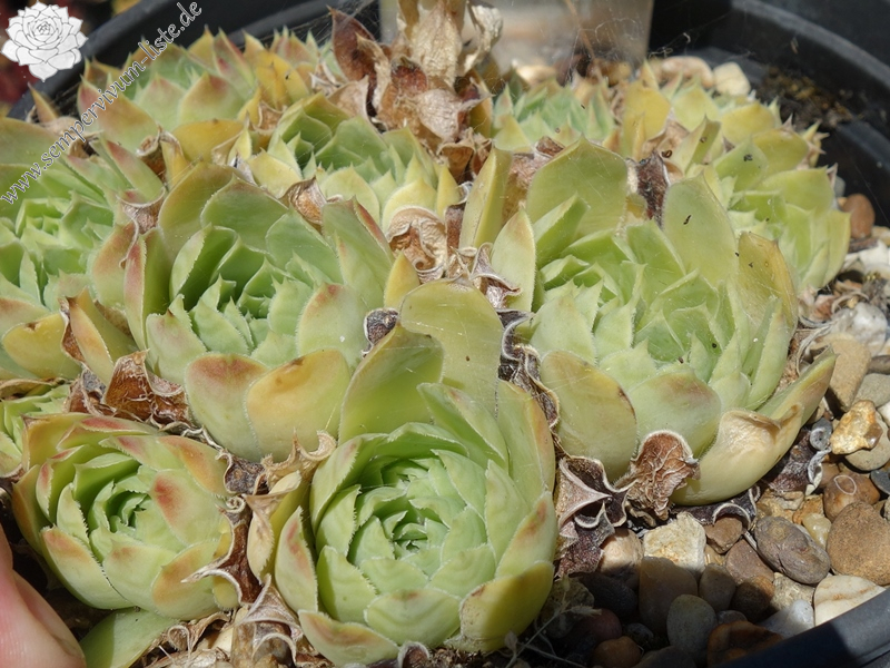 Mount Stanley / Jovi