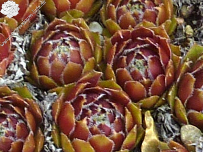 Sappihira