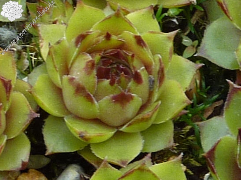 Solamith