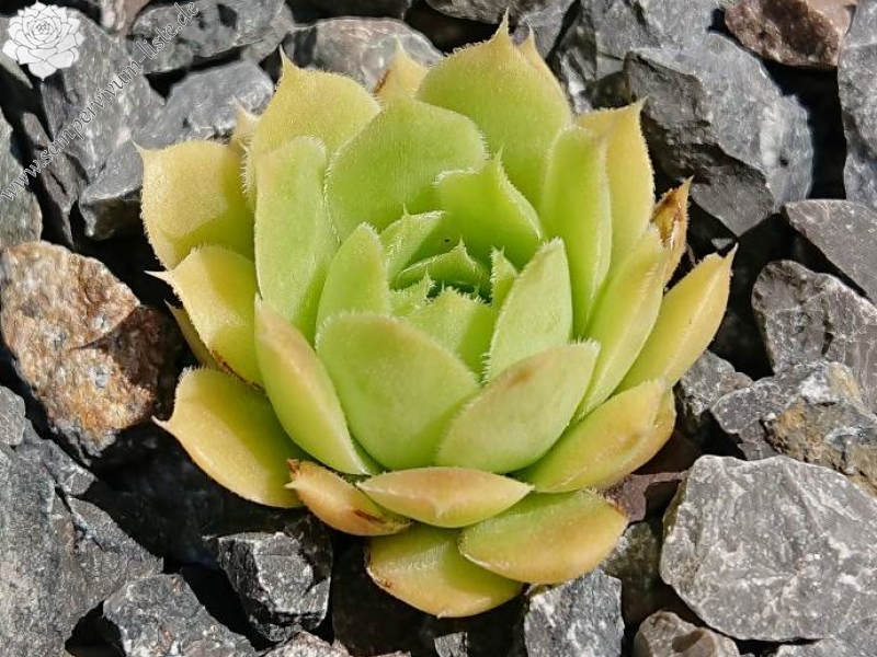 Golden Baby Moon / Jovi