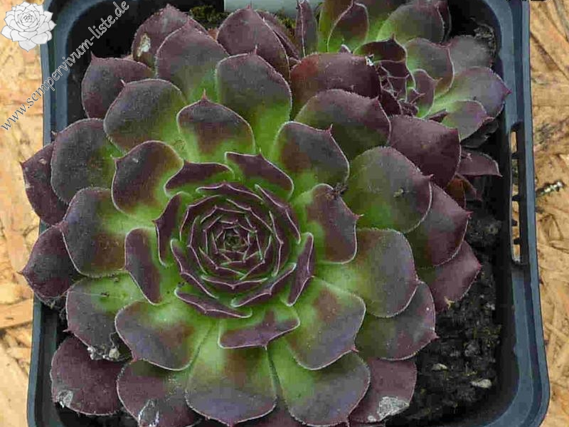 Mount Vesuvio / Jovi