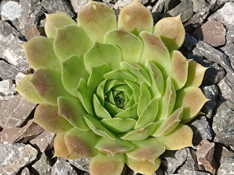 Golden Baby Moon / Jovi