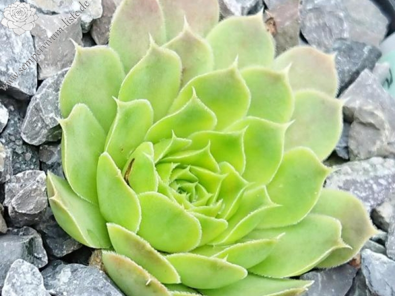 Golden Baby Moon / Jovi