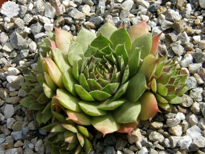 Samoa