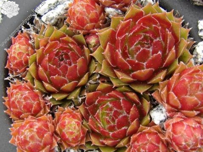 Orange Frost