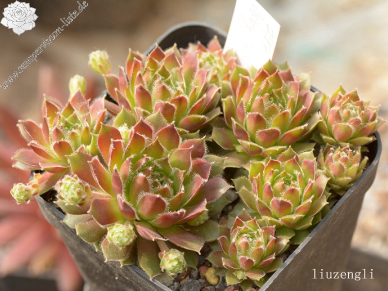 Orange Frost