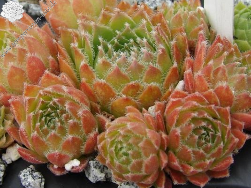 Orange Frost