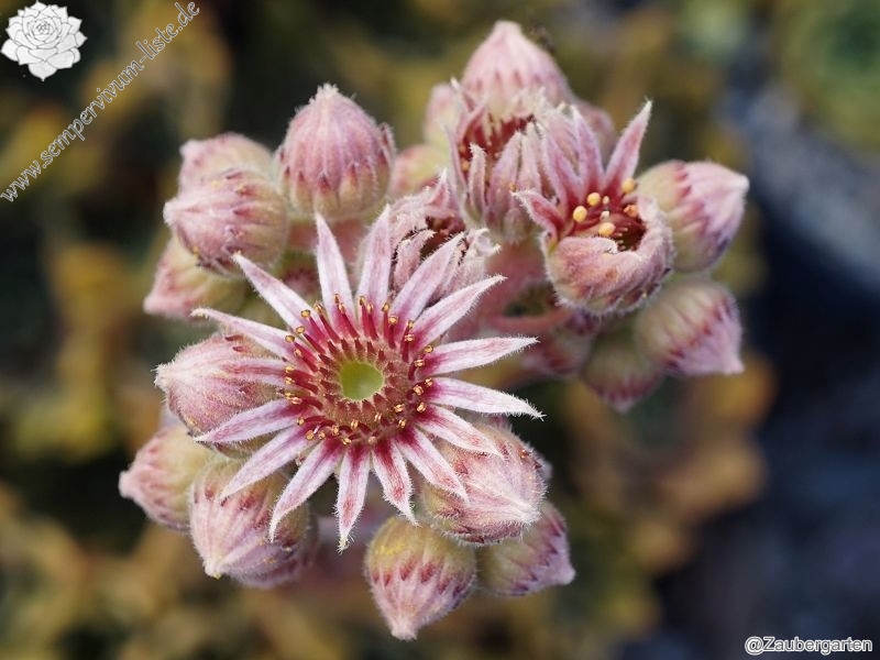 Old Rose