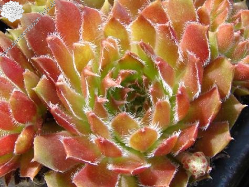 Orange Frost