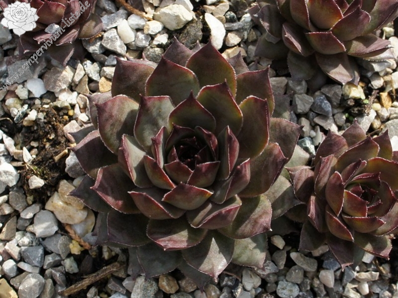 Ortensia