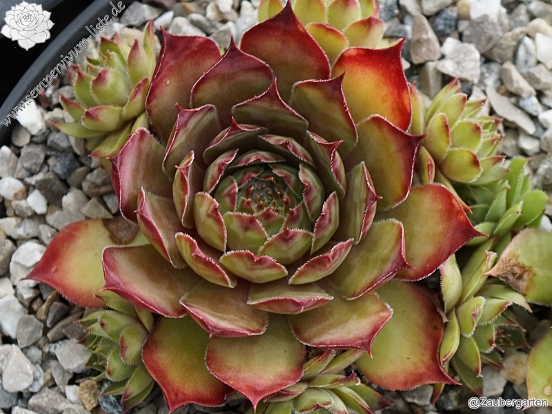 Orange Flush