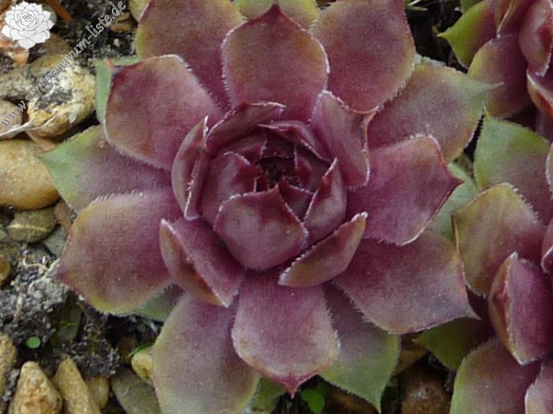 Opaz Seedling