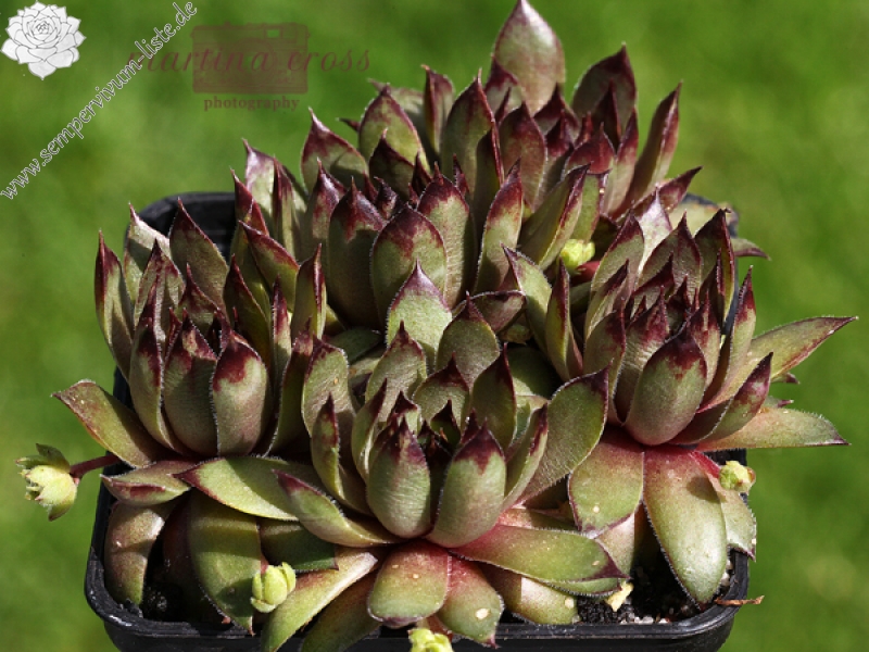 Olivine