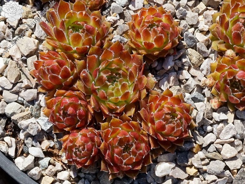 Orange Frost