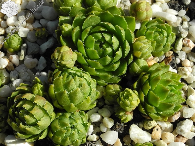 Yellow Green Form / Jovi