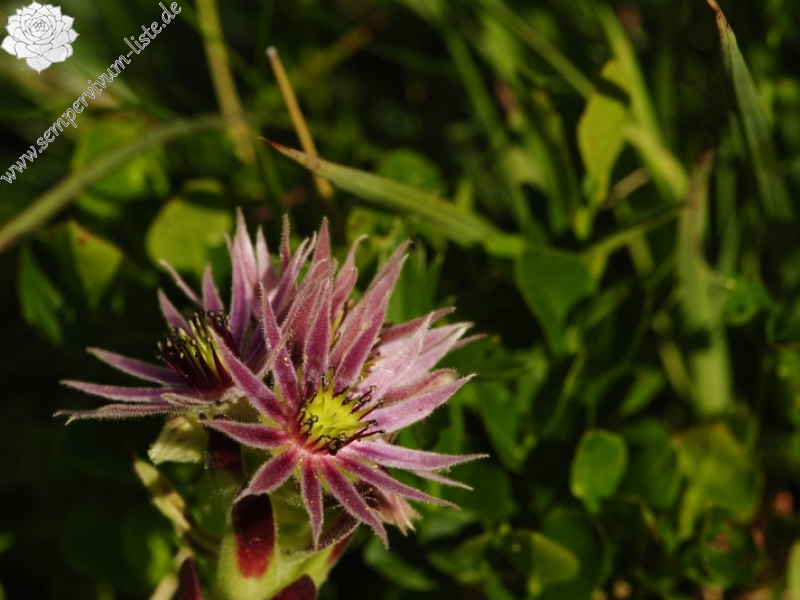montanum ssp. carpathicum from Zbojnícka pláň, W