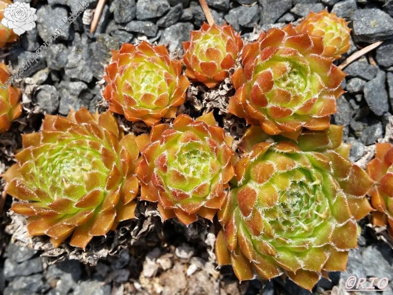 Orange Frost
