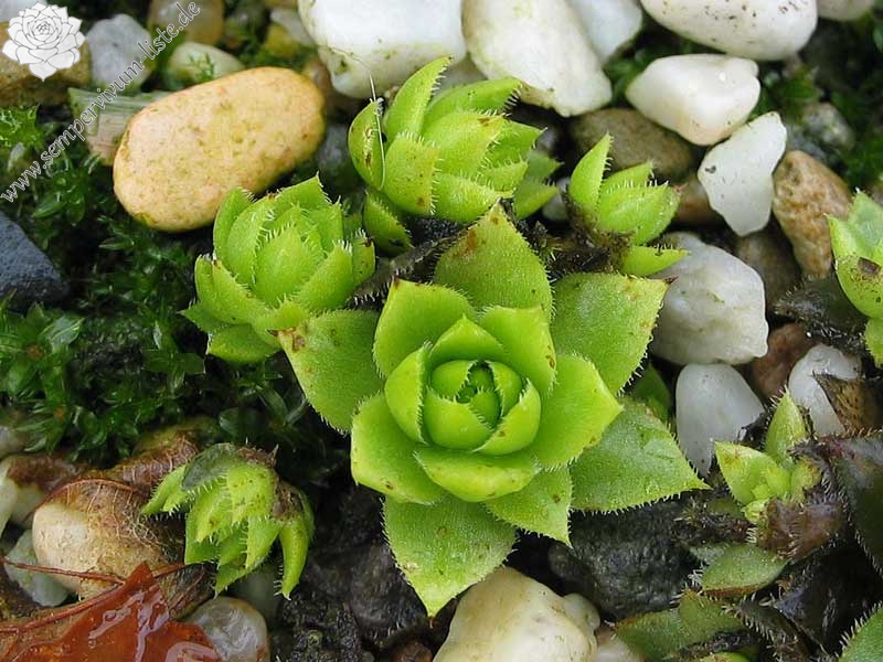 Yellow Green Form / Jovi