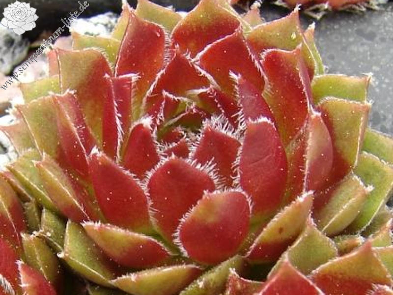 Orange Frost
