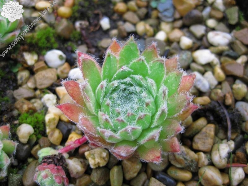 Quatayna
