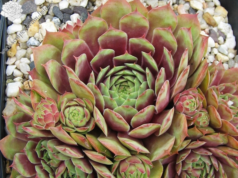 Rubra Ray