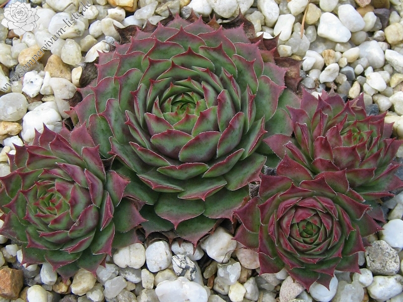 Rubra Ray