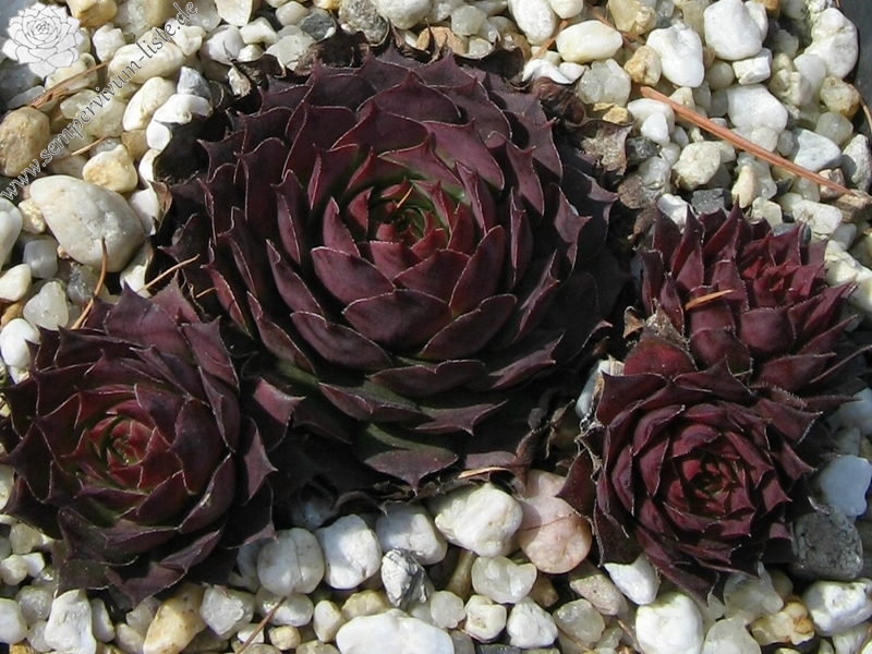 Rubra Ray