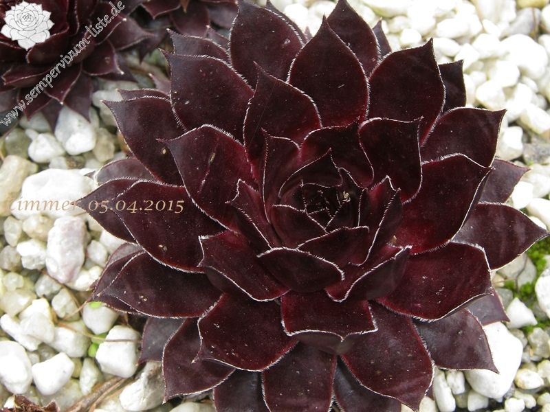 Zircon ( II )