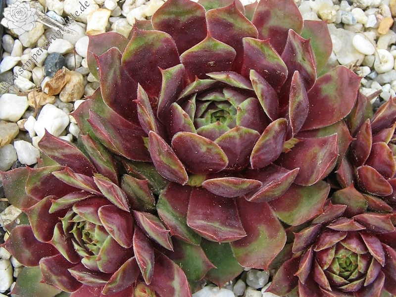 Rubra Ray
