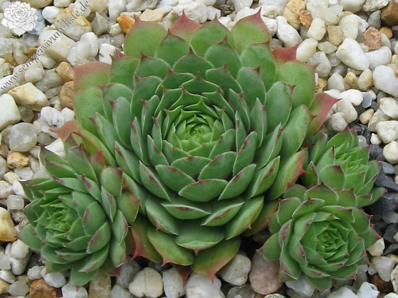 Rubra Ray
