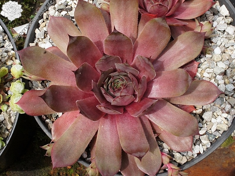 Robberdina