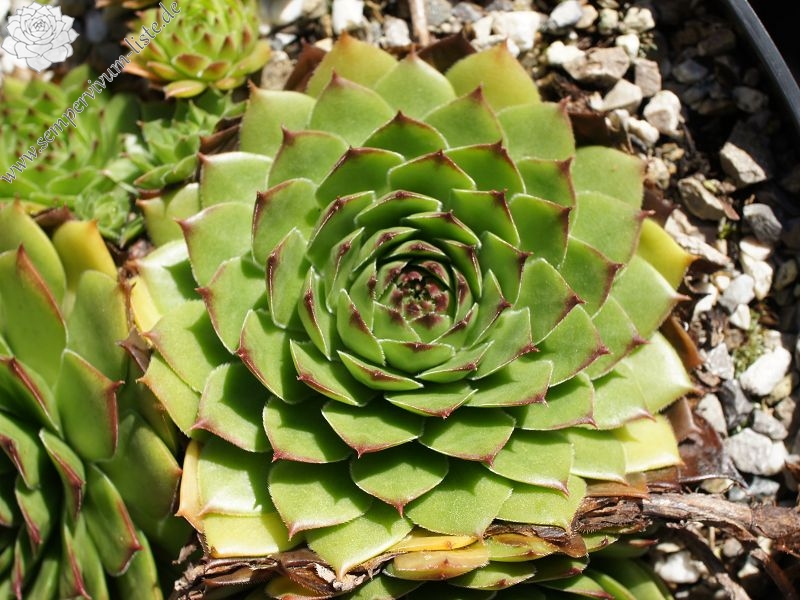 Pfälzer Gigant