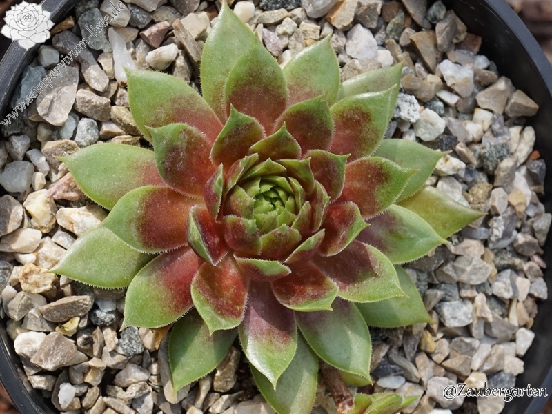 Zoraida