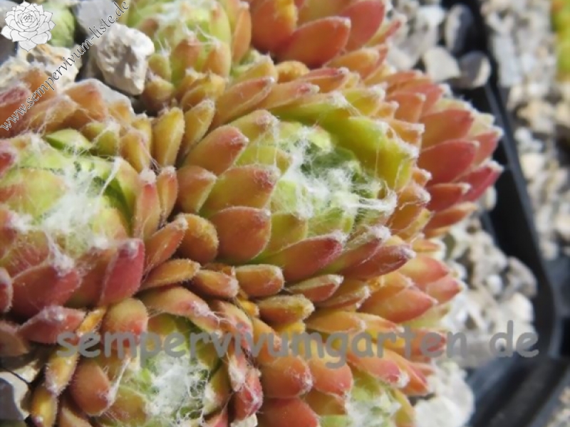 Penelope