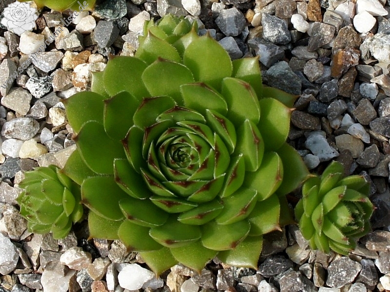 Pfälzer Gigant