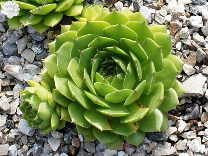 Pfälzer Gigant