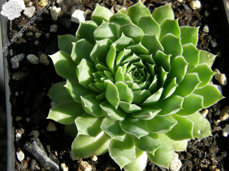 Pfälzer Gipfelstürmer / Jovi