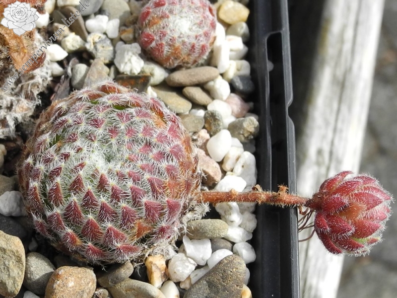 ciliosum ssp. ciliosum (galicicum) from Magaro, NO Abhang
