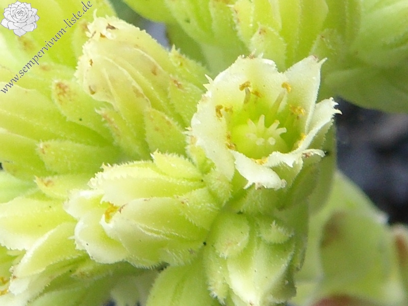 Pfälzer Gipfelstürmer / Jovi