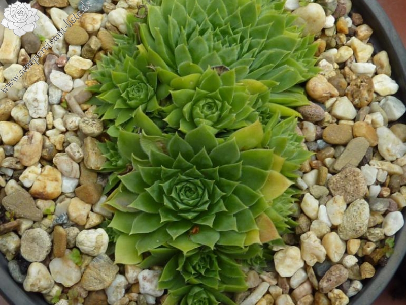 Pfälzer Gipfelstürmer / Jovi