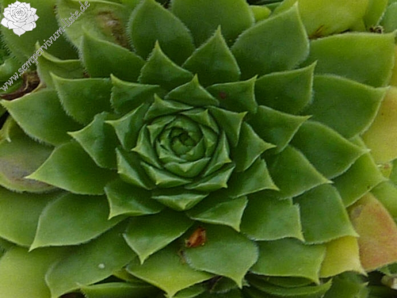 Pfälzer Gipfelstürmer / Jovi