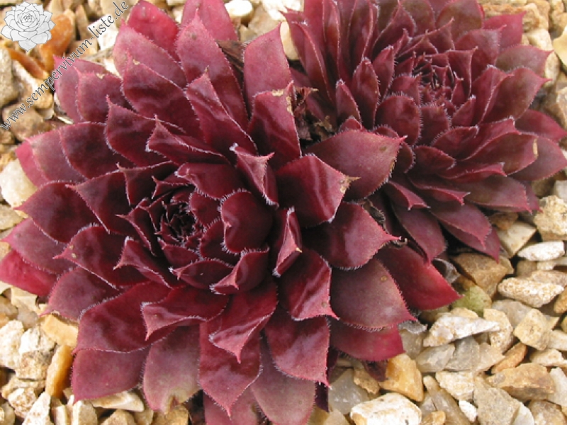 Royal Ruby
