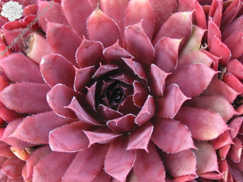 Royal Ruby