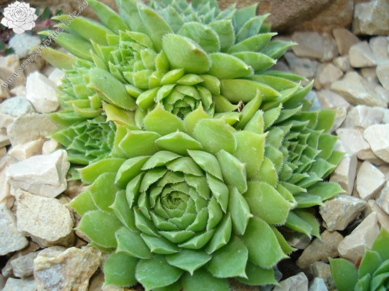 Pfälzer Gipfelstürmer / Jovi