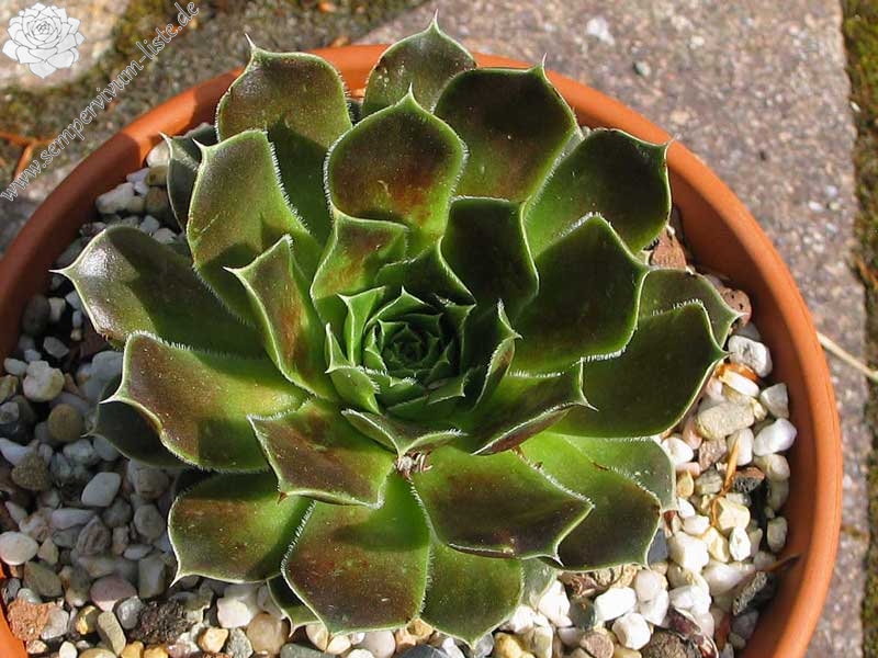 Pfälzer Grünauge / Jovi