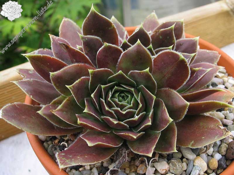 Pfälzer Grünauge / Jovi